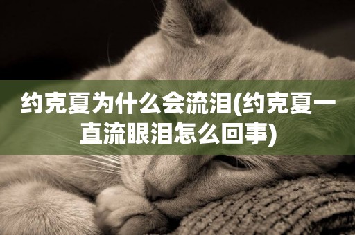 約克夏為什么會流淚(約克夏一直流眼淚怎么回事)