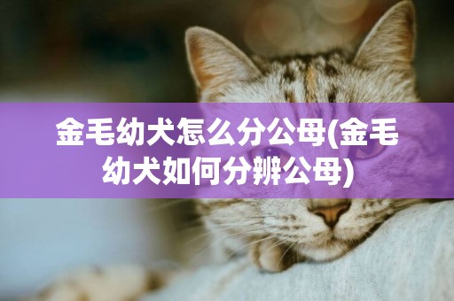 金毛幼犬怎么分公母(金毛幼犬如何分辨公母)