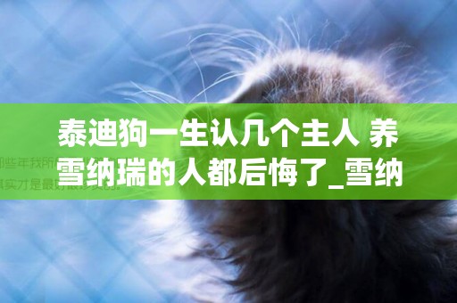 泰迪狗一生認幾個主人 養雪納瑞的人都后悔了_雪納瑞一生認識多少主人 