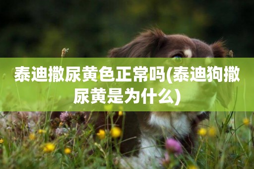 泰迪撒尿黃色正常嗎(泰迪狗撒尿黃是為什么)