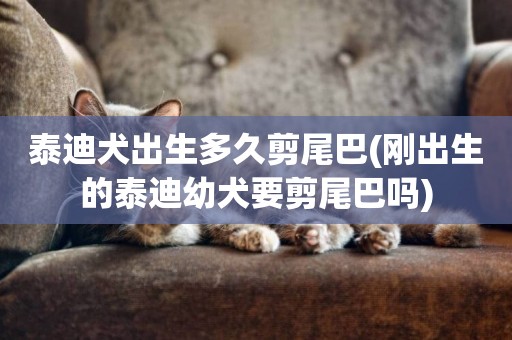 泰迪犬出生多久剪尾巴(剛出生的泰迪幼犬要剪尾巴嗎)