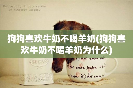 狗狗喜歡牛奶不喝羊奶(狗狗喜歡牛奶不喝羊奶為什么)