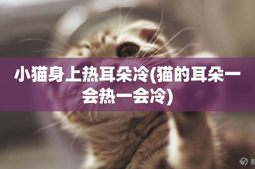 小貓身上熱耳朵冷(貓的耳朵一會熱一會冷)