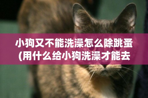 小狗又不能洗澡怎么除跳蚤(用什么給小狗洗澡才能去除跳蚤)