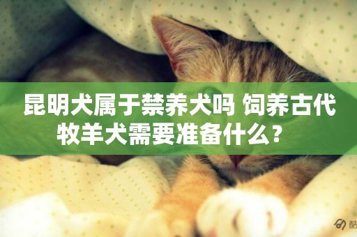 昆明犬屬于禁養犬嗎 飼養古代牧羊犬需要準備什么？ 