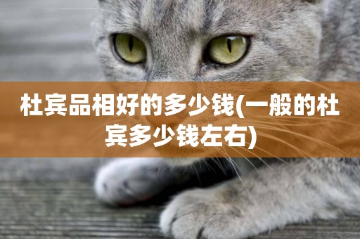 杜賓品相好的多少錢(一般的杜賓多少錢左右)