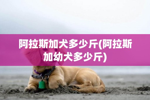 阿拉斯加犬多少斤(阿拉斯加幼犬多少斤)