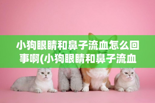 小狗眼睛和鼻子流血怎么回事啊(小狗眼睛和鼻子流血怎么回事啊用什么藥)