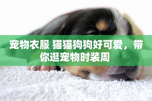 寵物衣服 貓貓狗狗好可愛，帶你逛寵物時裝周 
