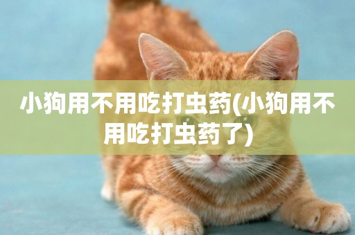 小狗用不用吃打蟲藥(小狗用不用吃打蟲藥了)