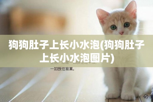 狗狗肚子上長小水泡(狗狗肚子上長小水泡圖片)