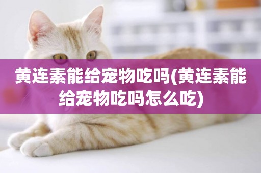 黃連素能給寵物吃嗎(黃連素能給寵物吃嗎怎么吃)