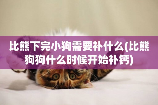 比熊下完小狗需要補什么(比熊狗狗什么時候開始補鈣)