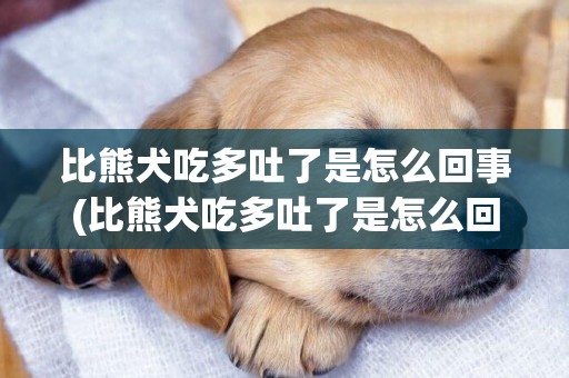 比熊犬吃多吐了是怎么回事(比熊犬吃多吐了是怎么回事兒)