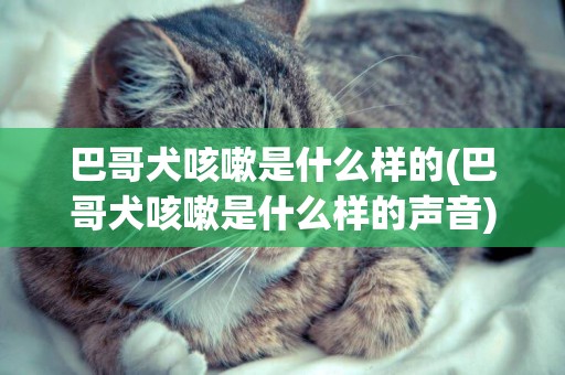 巴哥犬咳嗽是什么樣的(巴哥犬咳嗽是什么樣的聲音)