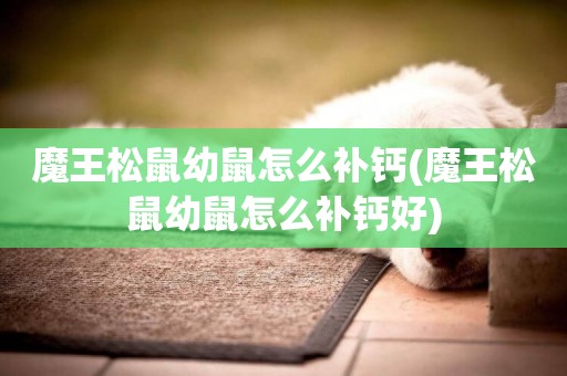 魔王松鼠幼鼠怎么補鈣(魔王松鼠幼鼠怎么補鈣好)
