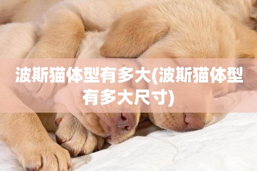 波斯貓體型有多大(波斯貓體型有多大尺寸)
