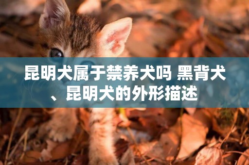 昆明犬屬于禁養犬嗎 黑背犬、昆明犬的外形描述 