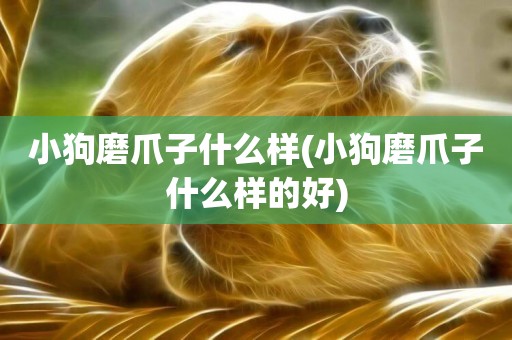 小狗磨爪子什么樣(小狗磨爪子什么樣的好)