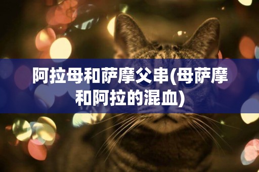 阿拉母和薩摩父串(母薩摩和阿拉的混血)
