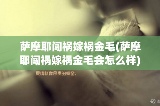 薩摩耶闖禍嫁禍金毛(薩摩耶闖禍嫁禍金毛會怎么樣)