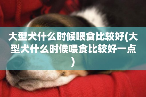 大型犬什么時候喂食比較好(大型犬什么時候喂食比較好一點)