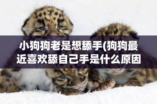 小狗狗老是想舔手(狗狗最近喜歡舔自己手是什么原因)
