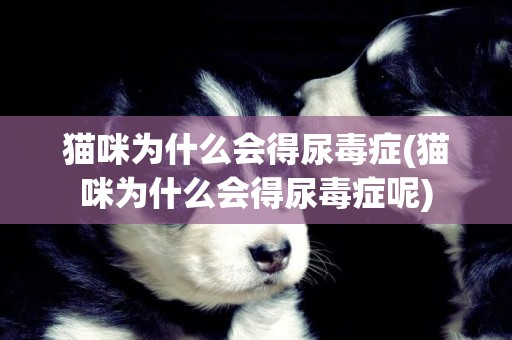 貓咪為什么會得尿毒癥(貓咪為什么會得尿毒癥呢)