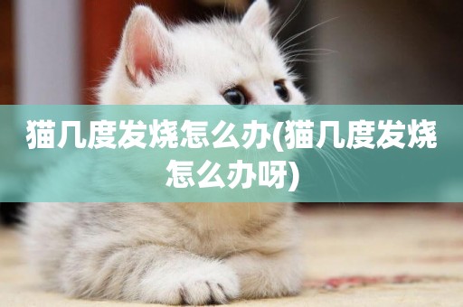 貓幾度發燒怎么辦(貓幾度發燒怎么辦呀)