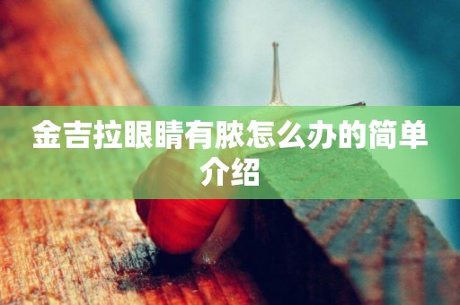 金吉拉眼睛有膿怎么辦的簡單介紹