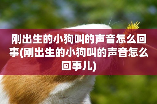 剛出生的小狗叫的聲音怎么回事(剛出生的小狗叫的聲音怎么回事兒)