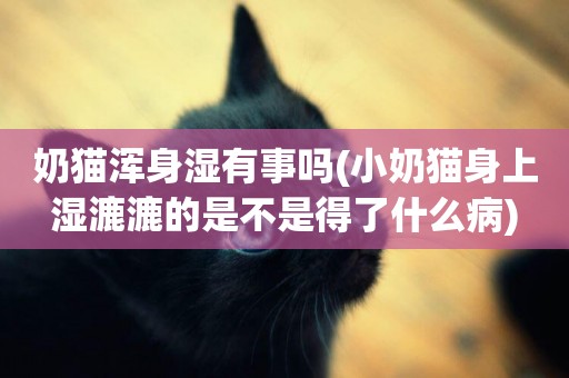 奶貓渾身濕有事嗎(小奶貓身上濕漉漉的是不是得了什么病)