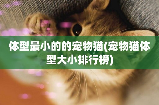 體型最小的的寵物貓(寵物貓體型大小排行榜)