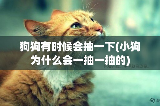 狗狗有時候會抽一下(小狗為什么會一抽一抽的)