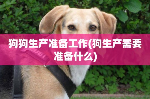狗狗生產準備工作(狗生產需要準備什么)