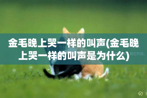 金毛晚上哭一樣的叫聲(金毛晚上哭一樣的叫聲是為什么)