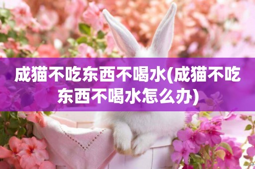 成貓不吃東西不喝水(成貓不吃東西不喝水怎么辦)
