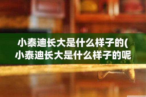 小泰迪長大是什么樣子的(小泰迪長大是什么樣子的呢)