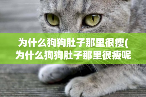 為什么狗狗肚子那里很瘦(為什么狗狗肚子那里很瘦呢)