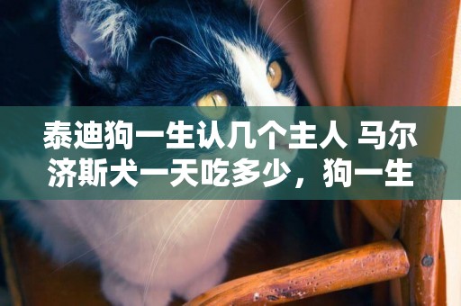 泰迪狗一生認幾個主人 馬爾濟斯犬一天吃多少，狗一生認識幾個主人 
