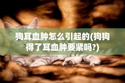 狗耳血腫怎么引起的(狗狗得了耳血腫要緊嗎?)