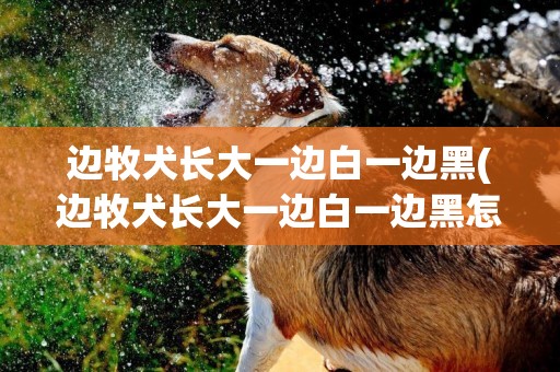 邊牧犬長大一邊白一邊黑(邊牧犬長大一邊白一邊黑怎么辦)