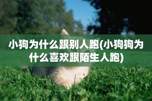 小狗為什么跟別人跑(小狗狗為什么喜歡跟陌生人跑)