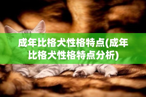 成年比格犬性格特點(成年比格犬性格特點分析)