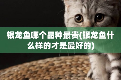銀龍魚哪個品種最貴(銀龍魚什么樣的才是最好的)