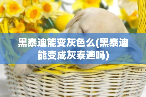 黑泰迪能變灰色么(黑泰迪能變成灰泰迪嗎)