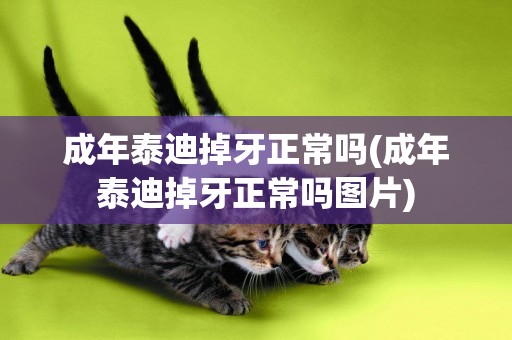 成年泰迪掉牙正常嗎(成年泰迪掉牙正常嗎圖片)