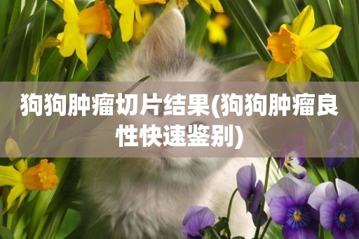 狗狗腫瘤切片結果(狗狗腫瘤良性快速鑒別)