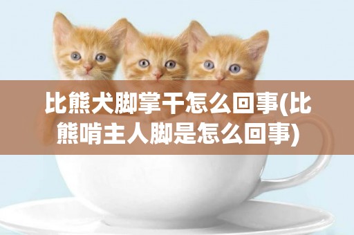 比熊犬腳掌干怎么回事(比熊啃主人腳是怎么回事)