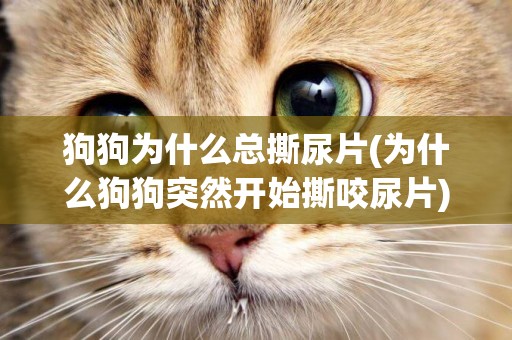 狗狗為什么總撕尿片(為什么狗狗突然開始撕咬尿片)